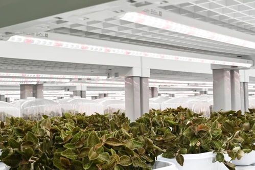 金線蓮的功效、價值與技術開發前景